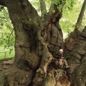 Trip zum Baumheiligtum