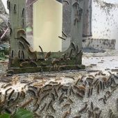 Invasion der Schwammspinner