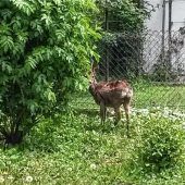 Scheuer Gast im heimischen Garten