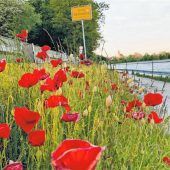 Roter Mohn in der Abendsonne