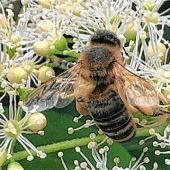 Fleißiges Bienchen
