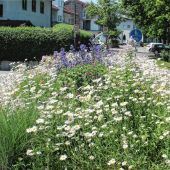 Meer  der Blüten