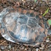 Schildkröte besucht Kindergarten