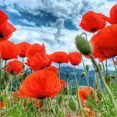Roter Mohn steht in voller Blüte