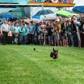 Dackel Flocki gewinnt tierisches Wettrennen