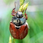 Maikäfer auf Irrwegen?