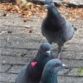 Tauben gequält