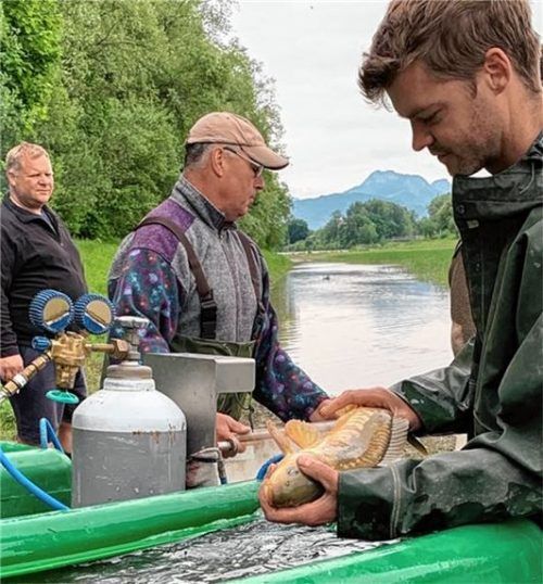 Auf dem Weg ins Pfaffenhofener Altwasser: Christoph Zillmer wirft einen Schuppenkarpfen in einen Behälter mit sauerstoffangereichertem Wasser. Er arbeitet Hand in Hand mit Stefan Huber (Mitte) und Josef Guggenbichler. Alle drei sind Mitglieder im Kreisfischereiverein Rosenheim.