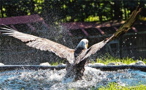 Der Adler nimmt ein kühles Bad in der Tränke  und dann geht’s sofort wieder ab in die Lüfte.