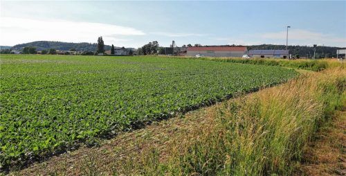 Bei Thann will die Gemeinde auf einer landwirtschaftlichen Fläche ein Gewerbegebiet realisieren. Foto  Höpfinger