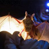 Mit den Fledermäusen durch die Nacht