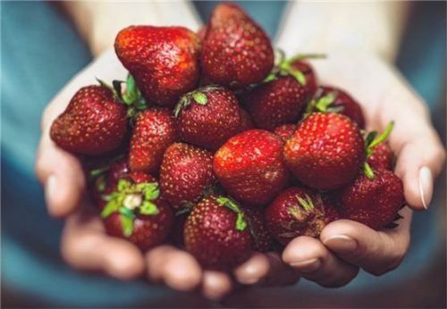 Gehören zur Familie der Rosengewächse: die Erdbeeren.