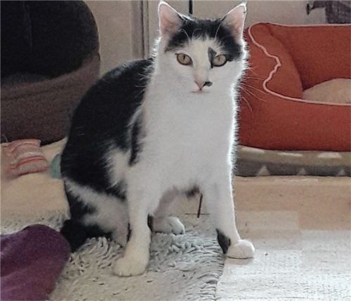 Hat einen schweren Unfall überstanden: Kater Emil aus dem Tierheim Ostermünchen.Foto re