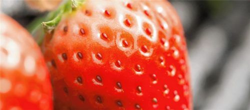 Hinter dieser roten Schale steckt mehr als die meisten vermuten würde: Mit 150 Gramm Erdbeeren deckt ein Erwachsener die Menge an Vitamin C, die für einen Tag empfohlen wird. Foto moonrise - Fotolia/Nestlé Ernährungsstudio