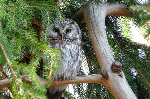 In Deckung: Tagsüber versteckt sich der Rauhfußkauz gerne im Nadelholz. Foto  Hoheneder