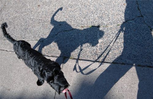 In Kolbermoor gilt bislang bereits Leinenpflicht für Hunde an einigen Stellen. Doch nicht alle Hundehalter halten sich daran. Nun sollen Schilder darauf hinweisen.Fotos Buhleier/Dpa