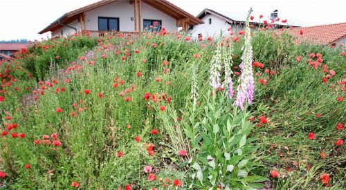 „Ist das schön“, kommentieren die Pittenharter die bunten Wiesen in ihrem Dorf. Bienen und Hummeln summen zustimmend. Fotos Auer