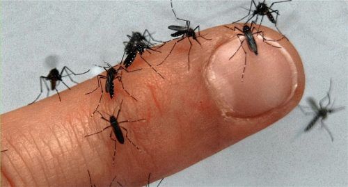 Kleine Plagegeister: Viele Bürger aus der Region empfinden die Anzahl an Mücken heuer als besonders hoch. Foto dpa