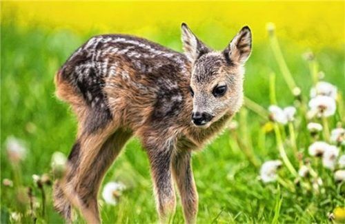 Landwirte erhalten für die Anschaffung optisch-akustischer Jungwildretter rund 86 Prozent Zuschuss. Foto BBV