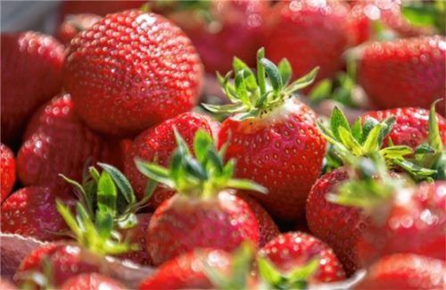 Lecker und gesund: Erdbeeren kann man ohne schlechtes Gewissen naschen. Foto VSSE e.V./Christoph Göckel