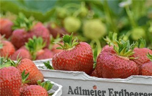 Mit Erdbeeren gelingt das perfekte Sommer-Dessert.