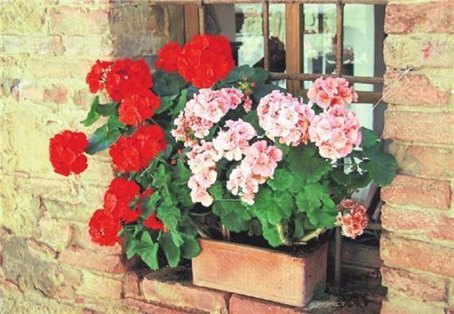 Prachtvoll – wenn es warm genug ist: Geranien. Foto dpa