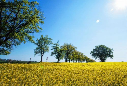 Raps hat eine bodenlockernde Wirkung und fördert den Ertrag von Getreide in der Fruchtfolge. Foto djd/VDB e.V./Hendrik Rauch