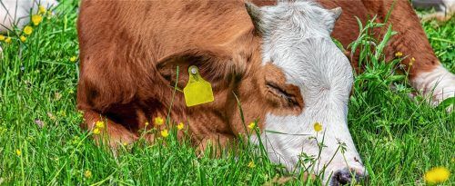 Satt und zufrieden: Für Verbraucher werden Produkte von heimischen Lieferanten immer wichtiger.