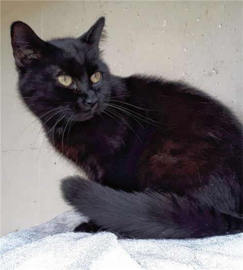 Schmuseeinheiten holt sich Kater Apollo nach einer Eingewöhnungszeit gerne ab.Foto Re