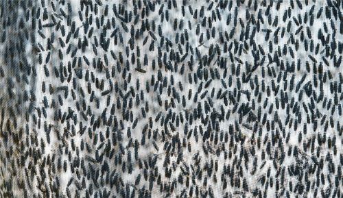 Unzählige Fliegen haben sich in einem Fliegengitter verfangen. In der Kastenau sehen sich die Bürger mit einer Vielzahl der Insekten konfrontiert. Foto dpa