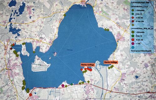 Viele Stechmücken haben die Biologen Ende Mai beim Hochwasser des Chiemsees insbesondere am Süd- und Ostufer gefunden. Das zeigt diese Grafik. Nach Zählungen in der Nacht auf Donnerstag rund um den See sehen sich die Fachleute bestätigt. Insbesondere in der Nähe des Achendeltas, also im Bereich von Übersee und Grabenstätt, gingen viele der Plagegeister in die aufgestellten Fallen. Der Schwellenwert (siehe Legende rechts oben), ab dem überhaupt bti eingesetzt werden dürfte, liegt in sensiblen Bereichen meistens bei 50 Larven pro Liter Wasser. Foto Breitfuß