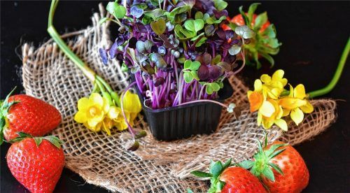 Warum Erdbeeren nicht auch einmal in den Salat schneiden? Zusammen mit Essig entwickeln sie ein besonderes Aroma.