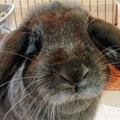 Hübscher Hase mit Zeug zum Model