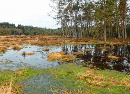 Wiedervernässung im Stucksdorfer Moos.Fotos  Holst