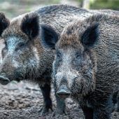 100 Euro für jedes Wildschwein