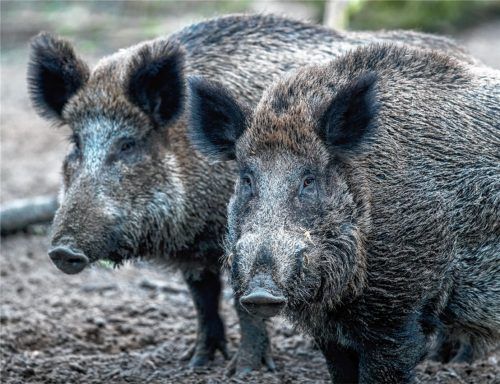 Wo sich Wildschweine auf Nahrungssuche begeben, sind in der Regel erhebliche Flurschäden zu verzeichnen. Im Landkreis Rosenheim hält sich das Problem bisher in Grenzen.Foto dpa