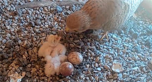 Zwei Turmfalken-Küken kämpfen sich unter den Augen eines Altvogels aus dem Ei. Foto re