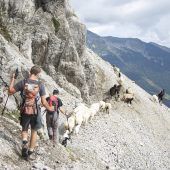 Tragödie im Karwendel: Hundert Schafe tot