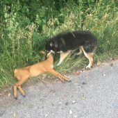 Jäger empört über wildernde Hunde