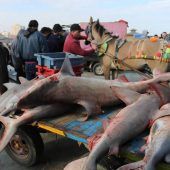 Im Mittelmeer sind Haie bedroht