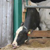 Allgäuer Landwirt soll vernommen werden