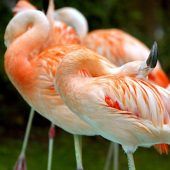 Flamingos aus  Freizeitpark geklaut