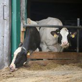 Intensivere Kontrollen für Großbetriebe angekündigt