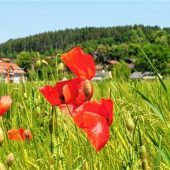 Rote Tupfer in voller Blüte