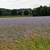 Die Provence ist auch am Inn zu finden