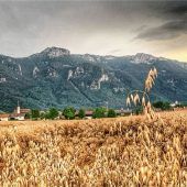 Goldgelb und dunkle Wolken bilden Kontrast