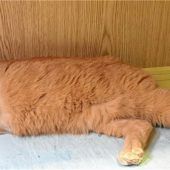 Ein Kater zum Verlieben