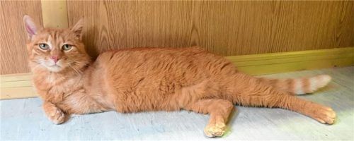 Babou musste nach einem Umfall das linke Bein amputiert werden.Foto Tierheim