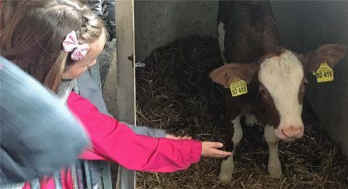 Das vier Wochen alte Kälbchen war der Star des Vormittags.