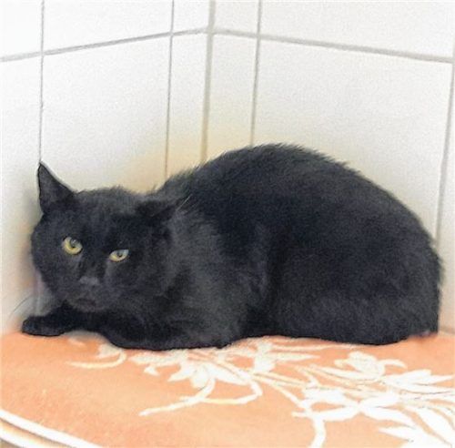 Der ängstliche Charly braucht ein Zuhause mit geduldigen Menschen.Foto Tierheim